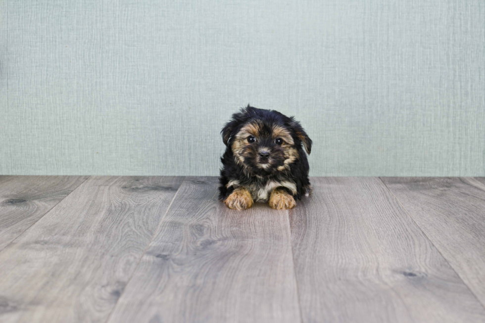 Best Morkie Baby