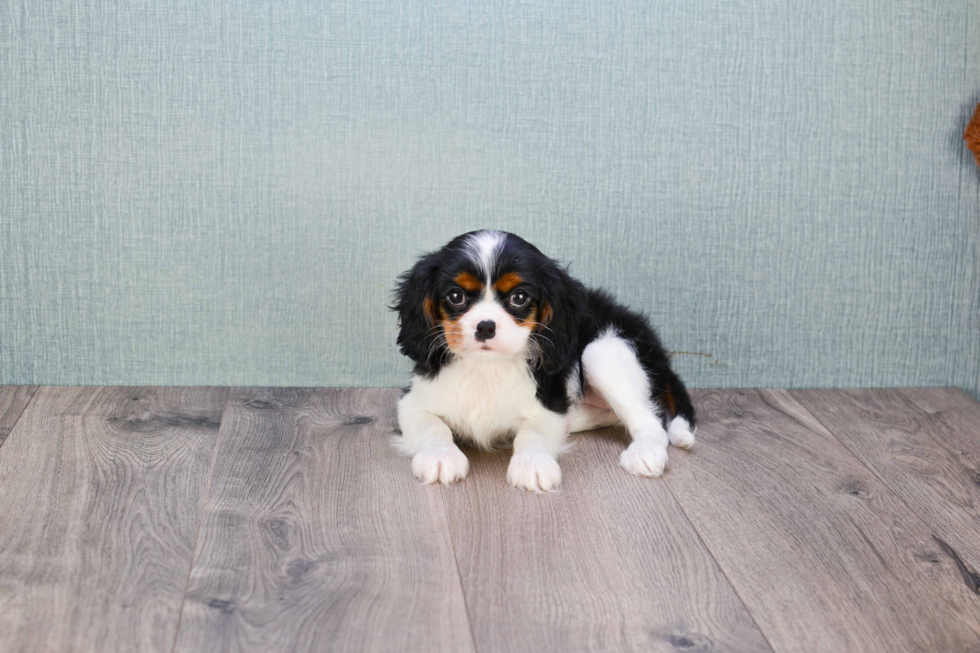 Cavalier King Charles Spaniel Pup Being Cute