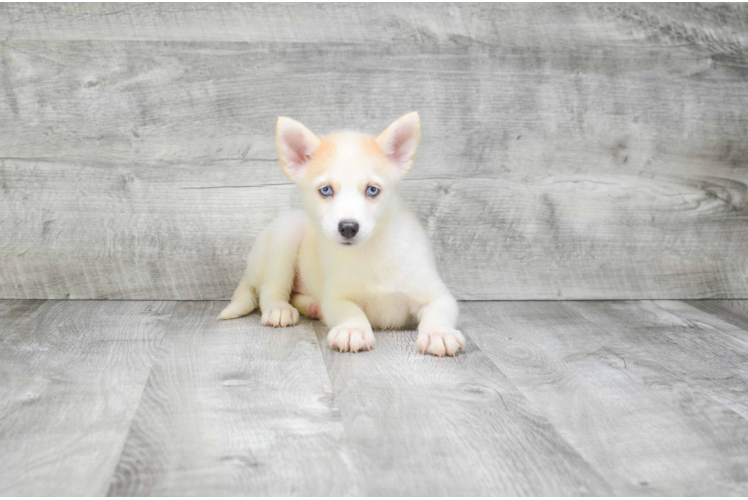 Cute Pomsky Baby