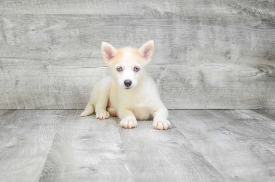 Cute Pomsky Baby