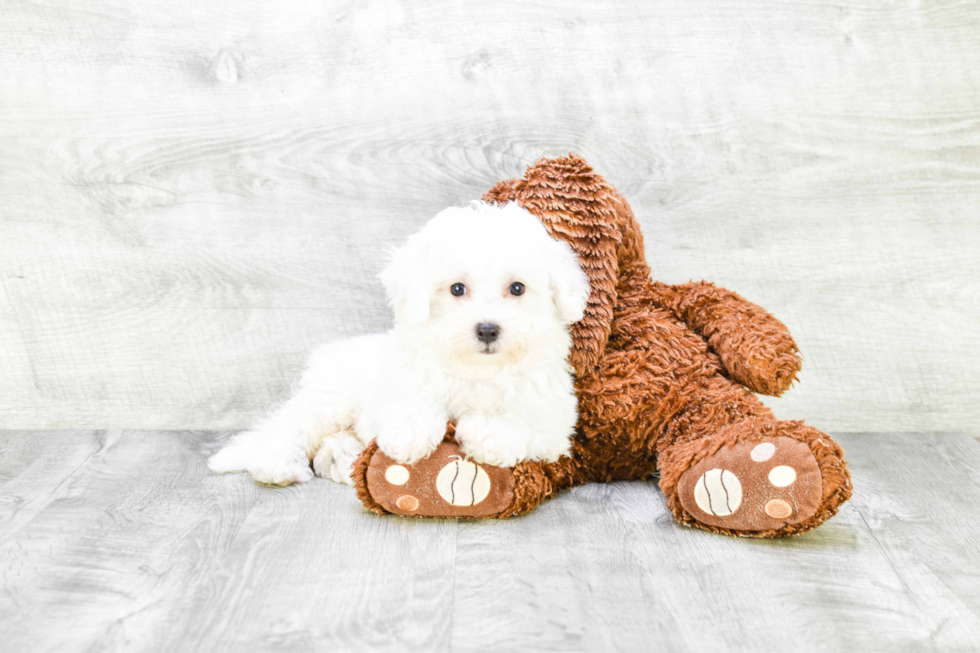 Adorable Bichon Frise Purebred Puppy