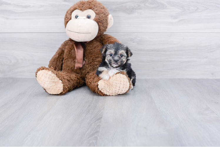 Fluffy Morkie Designer Pup