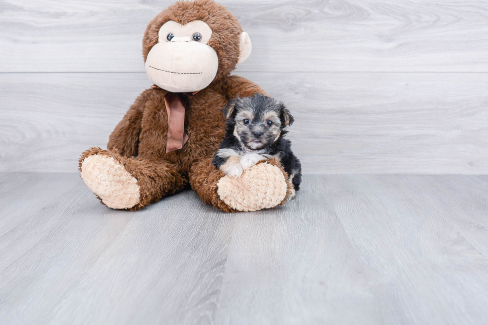 Fluffy Morkie Designer Pup