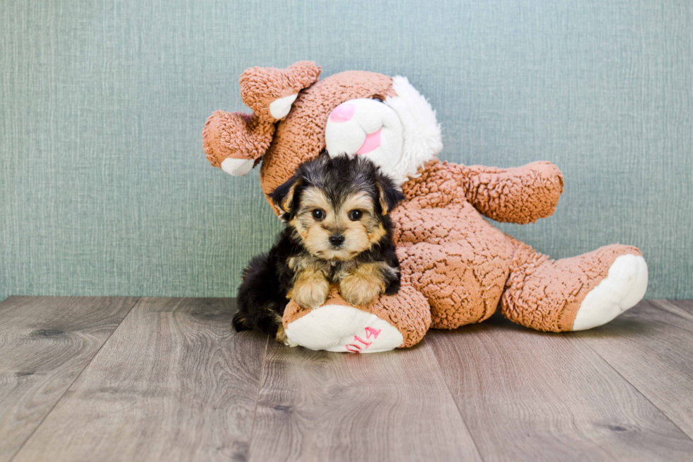 Morkie Pup Being Cute