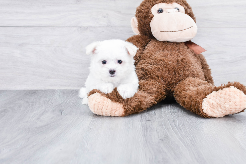 Petite Maltese Purebred Puppy