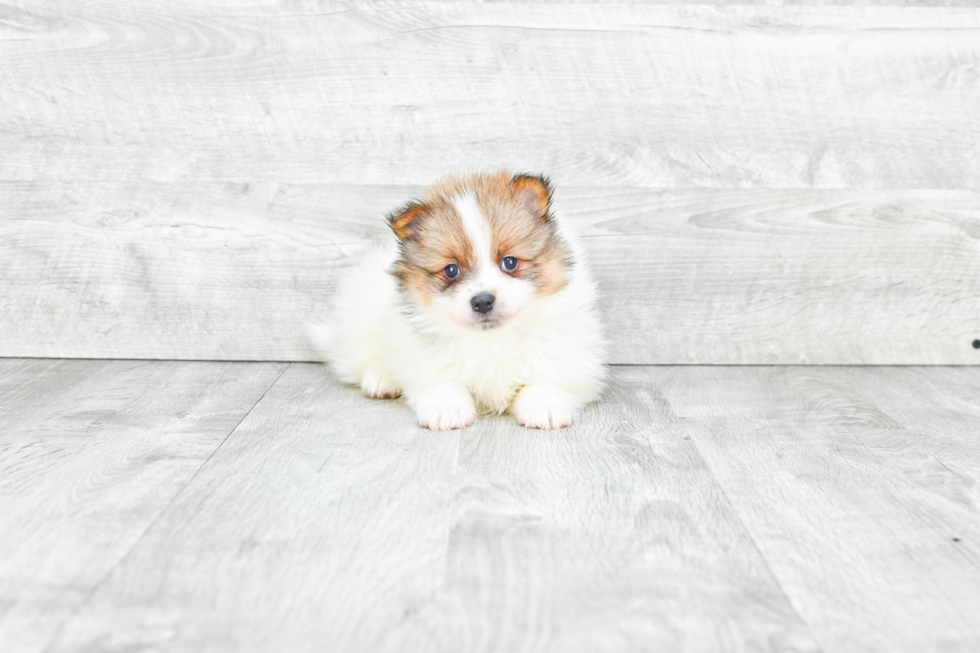 Cute Pomeranian Purebred Puppy