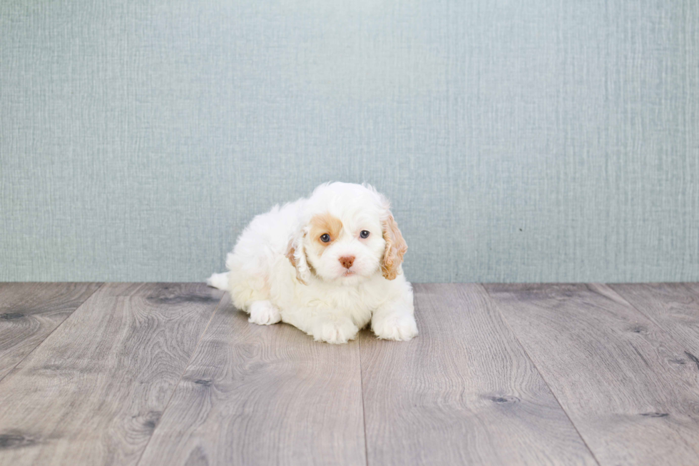 Cavapoo Puppy for Adoption