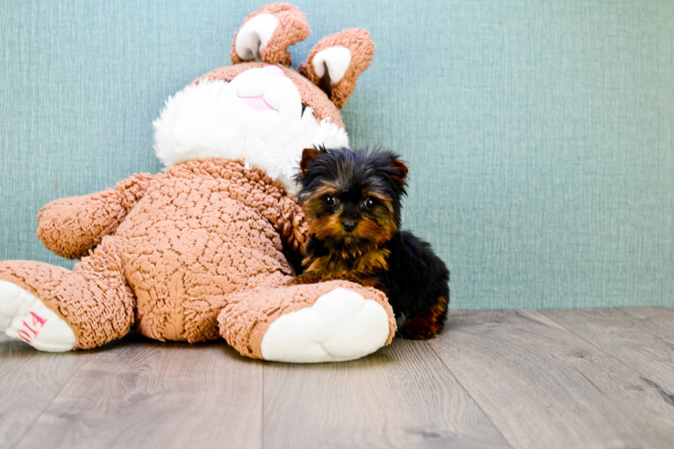 Meet Trigger - our Yorkshire Terrier Puppy Photo 