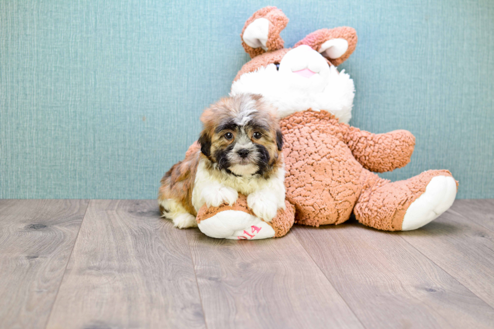 Smart Teddy Bear Designer Pup