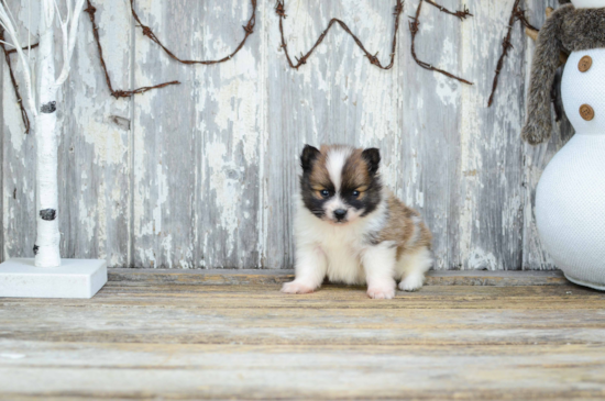 Pomeranian Puppy for Adoption