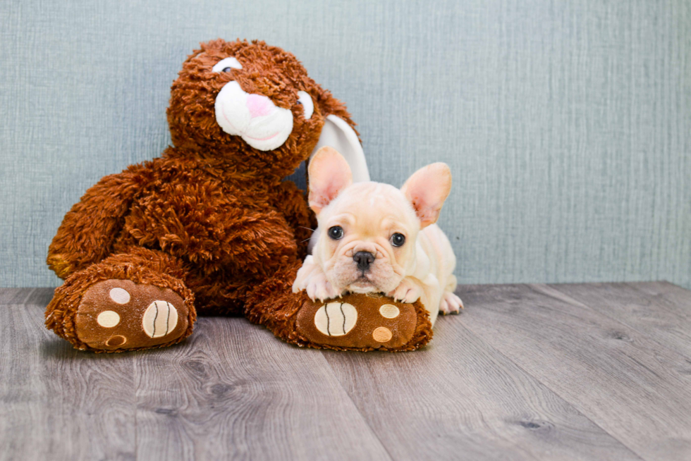 Popular French Bulldog Baby