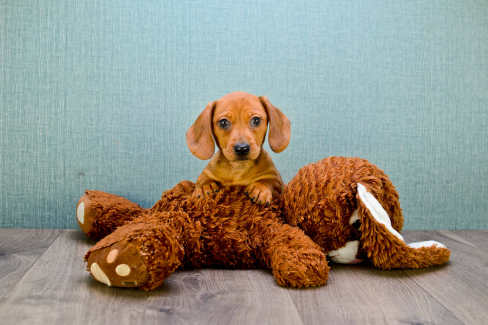 Dachshund Puppy for Adoption