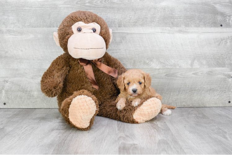 Best Cavapoo Baby