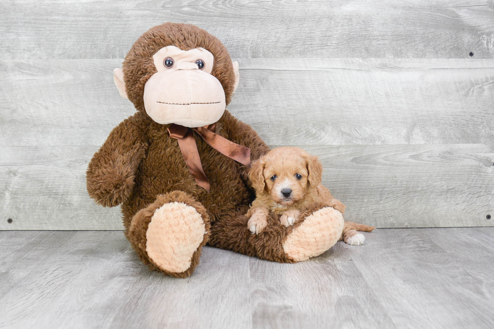 Best Cavapoo Baby
