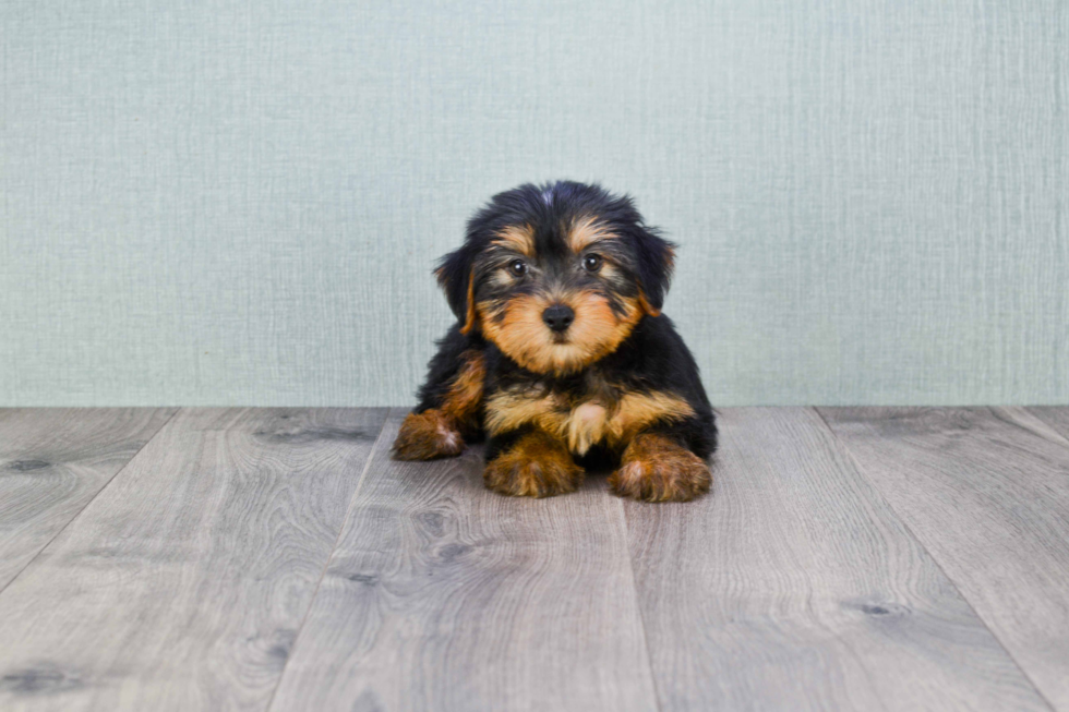 Meet Snickers - our Yorkshire Terrier Puppy Photo 