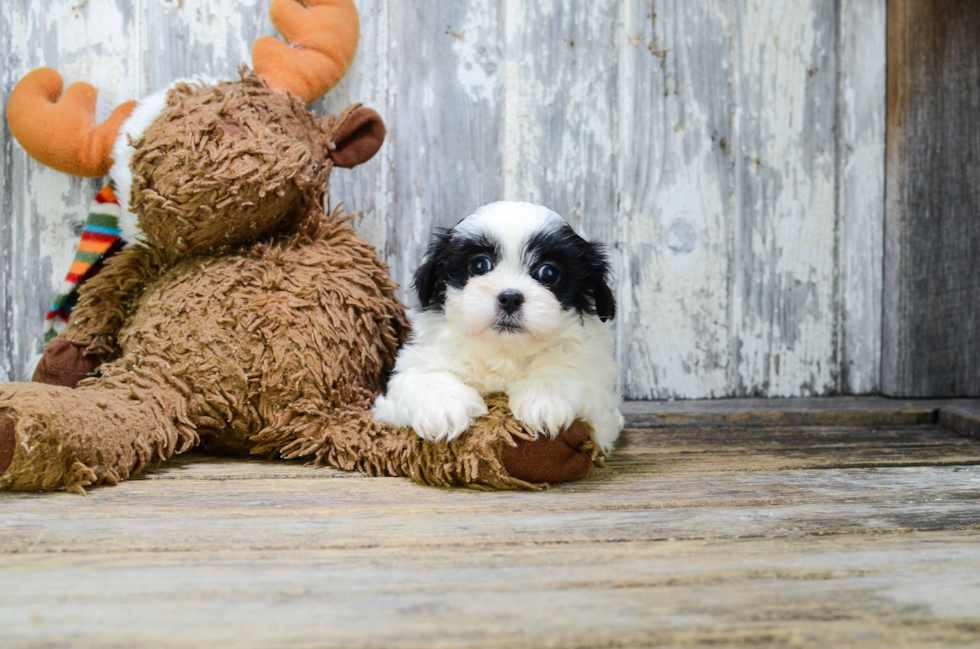 Teddy Bear Pup Being Cute