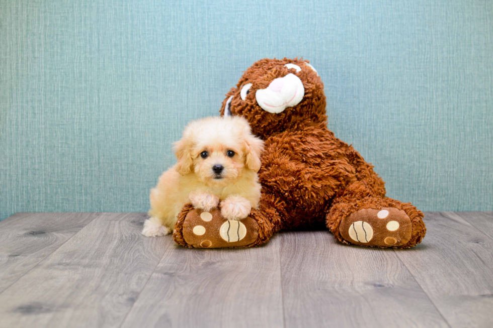 Hypoallergenic Maltepoo Poodle Mix Puppy