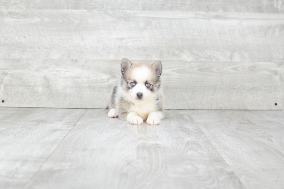 Pomsky Puppy for Adoption