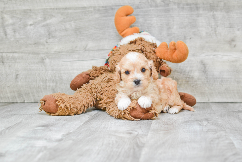 Little Cavoodle Poodle Mix Puppy