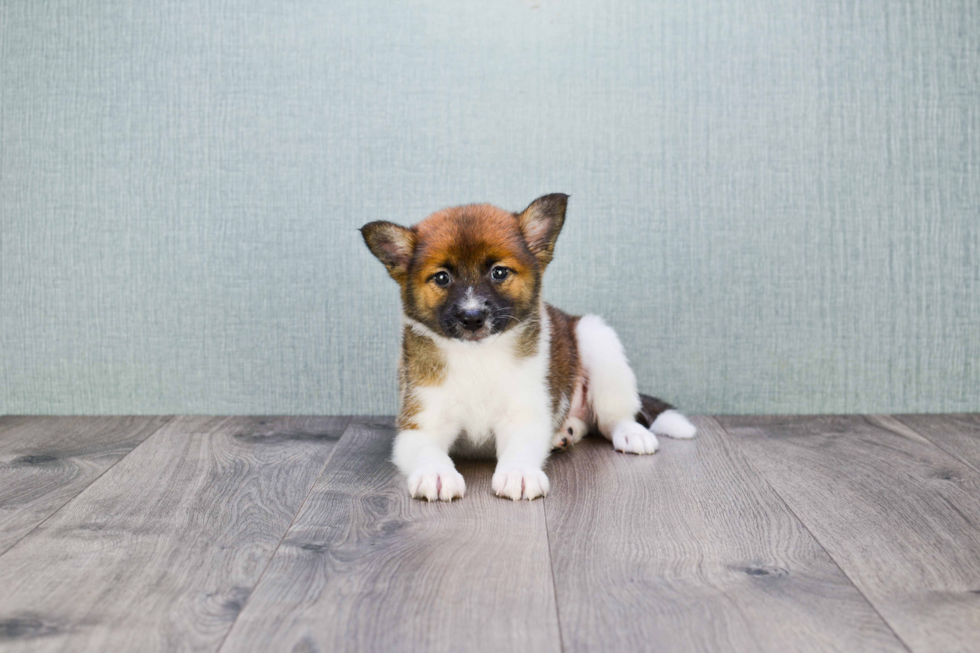 Happy Pomeranian Purebred Puppy