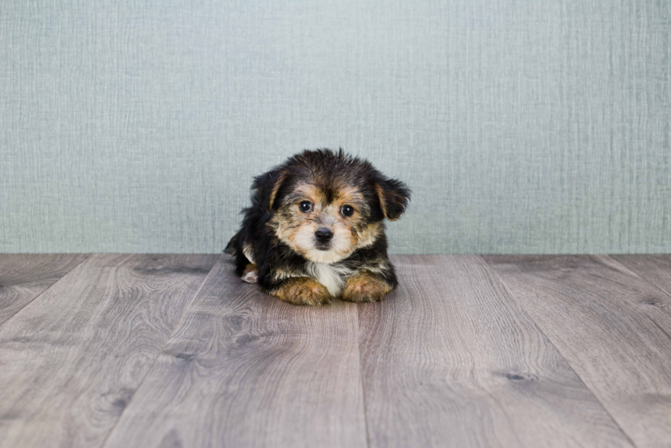 Morkie Puppy for Adoption