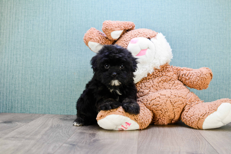 Petite Havanese Purebred Puppy