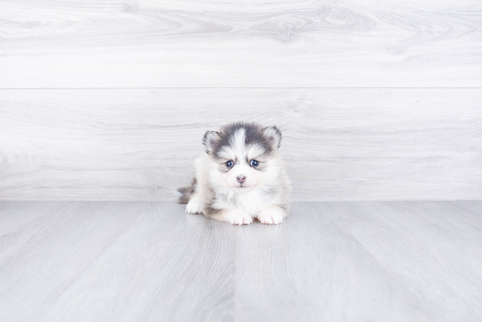 Pomsky Puppy for Adoption