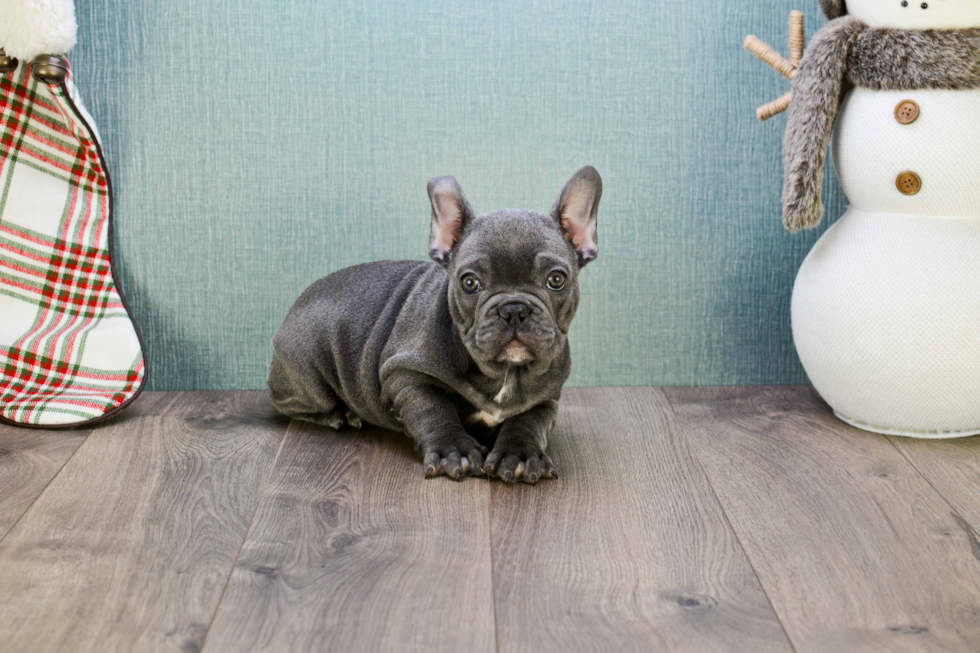 Playful French Bulldog Purebred Pup