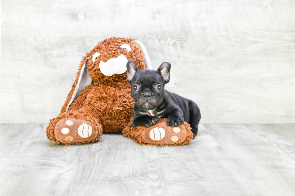 French Bulldog Puppy for Adoption
