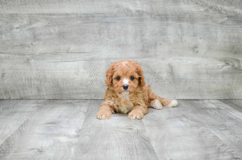 Sweet Cavapoo Baby