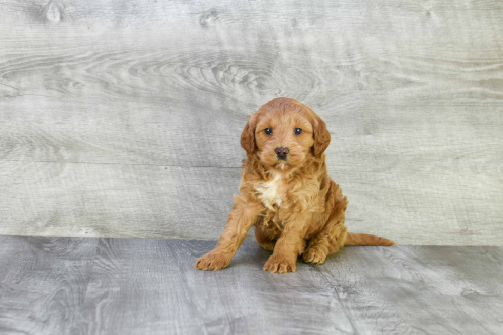 Smart Mini Goldendoodle Poodle Mix Pup