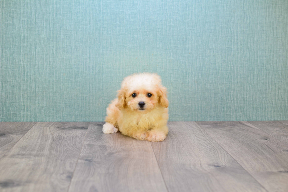 Little Maltepoo Poodle Mix Puppy