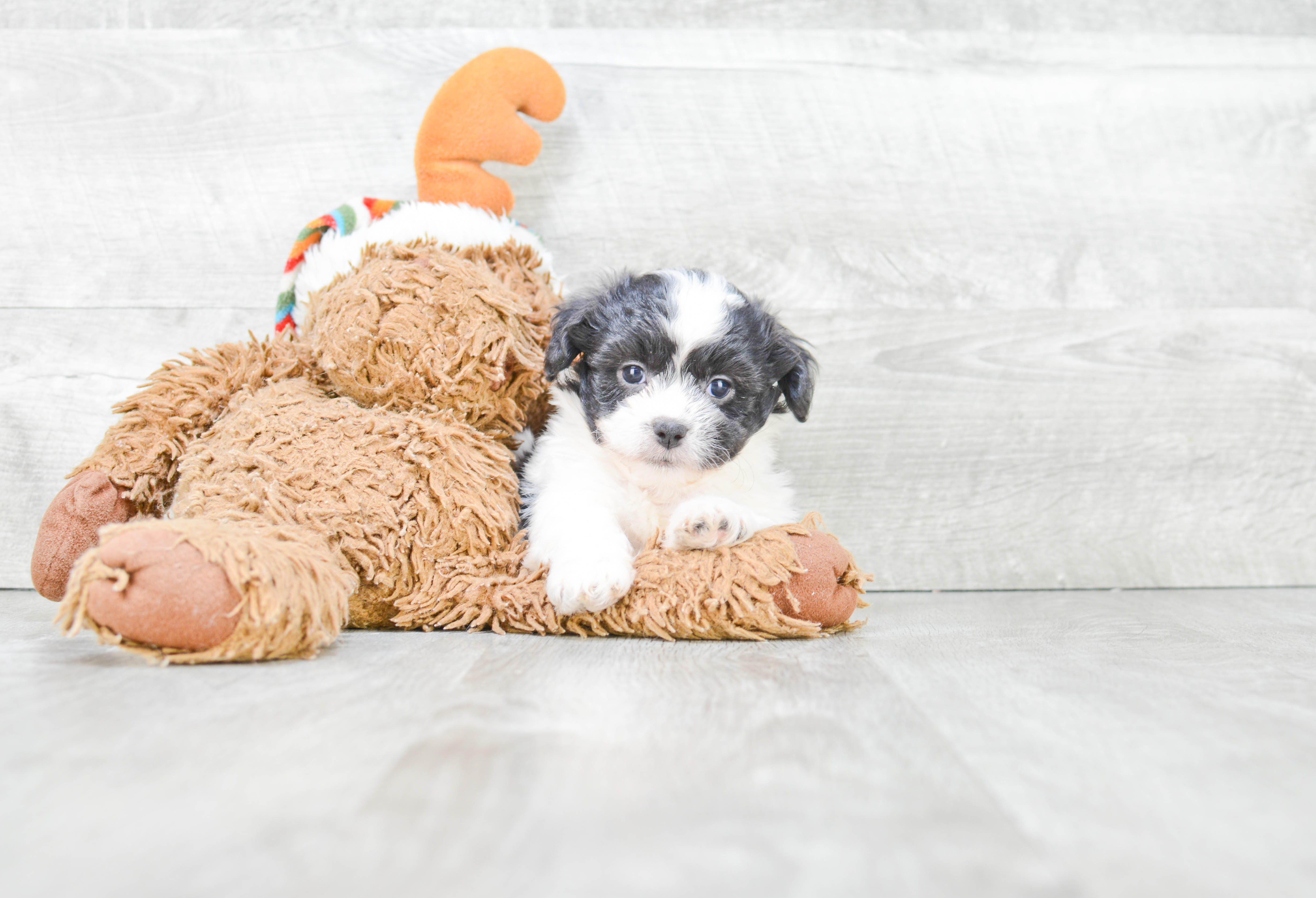 Petite Teddy Bear Designer Pup