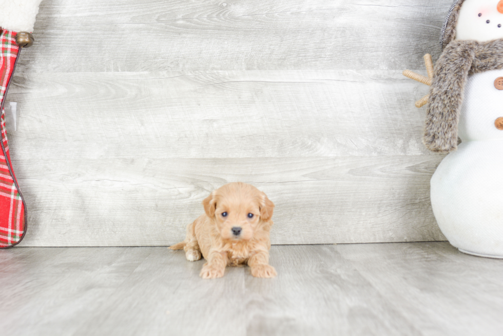 Cavachon Pup Being Cute