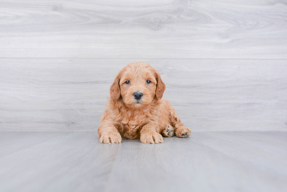 Friendly Mini Goldendoodle Baby