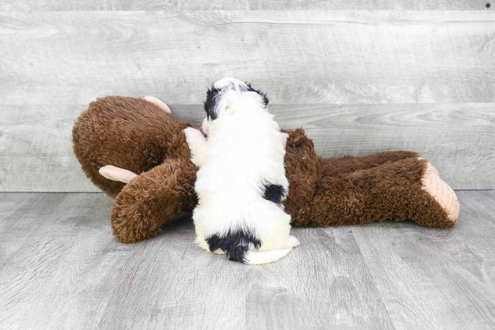 Petite Mini Bernedoodle Poodle Mix Pup