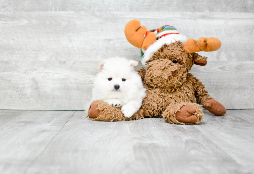 Hypoallergenic Pomeranian Baby