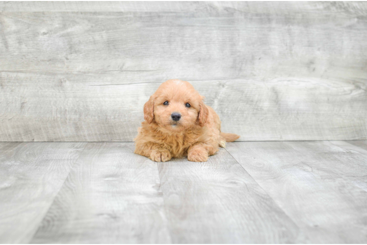 Fluffy Mini Goldendoodle Poodle Mix Pup