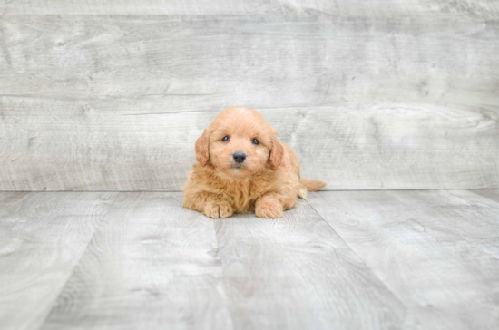 Fluffy Mini Goldendoodle Poodle Mix Pup