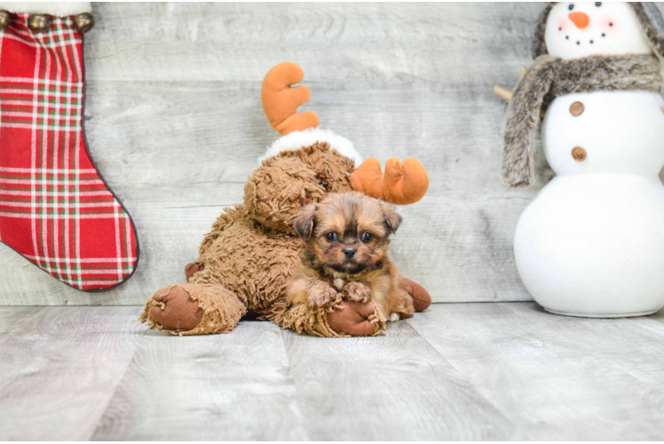 Shorkie Pup Being Cute