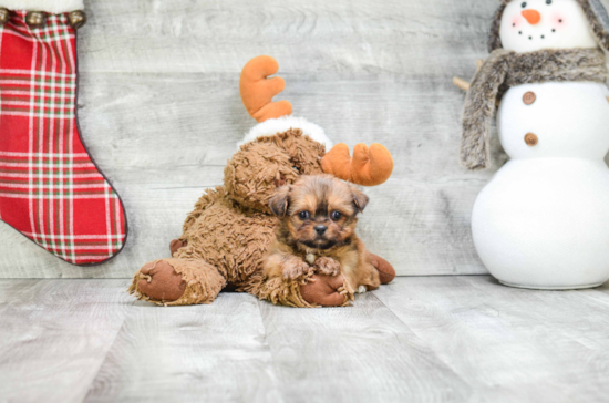 Shorkie Pup Being Cute