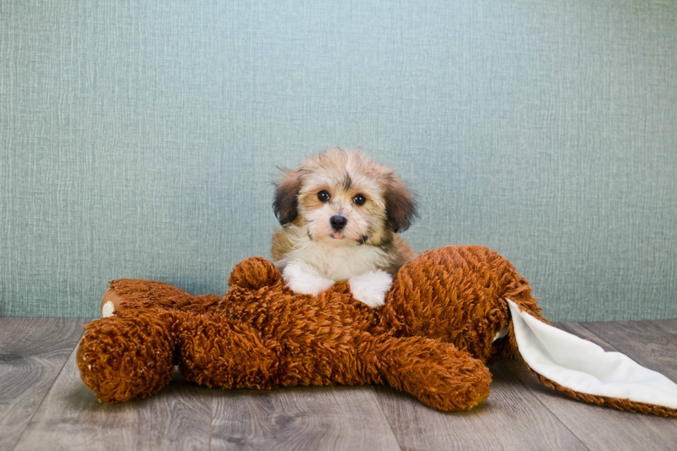 Havanese Puppy for Adoption