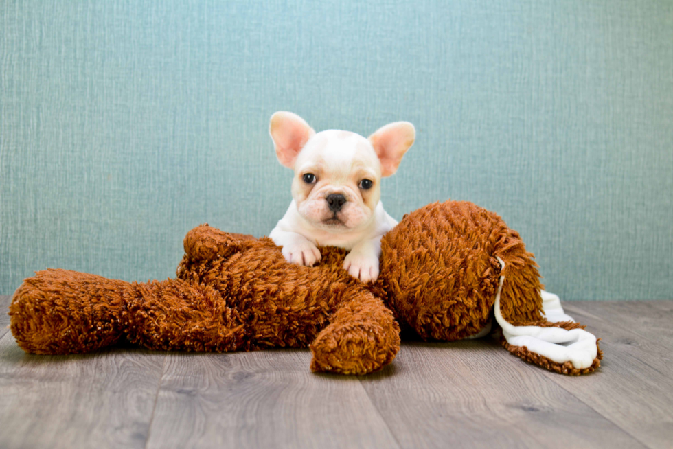 Best French Bulldog Baby