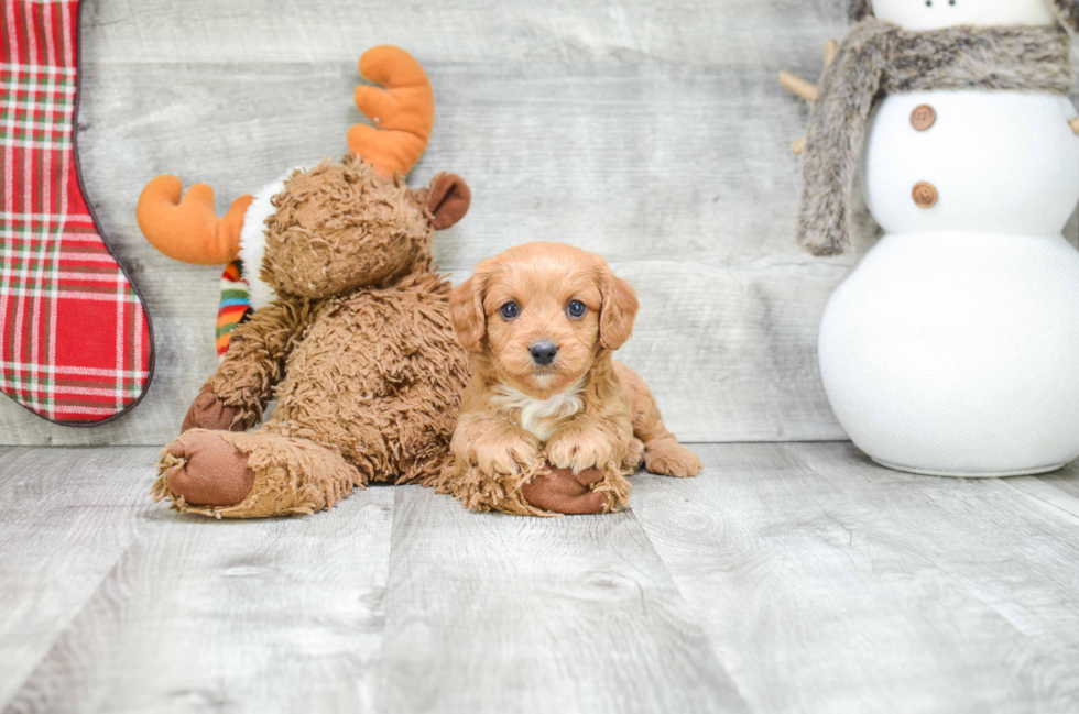 Smart Cavapoo Poodle Mix Pup