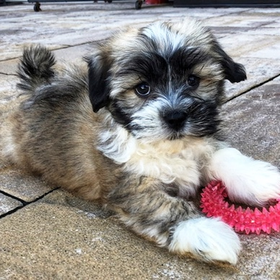 Smart Havanese Purebred Pup