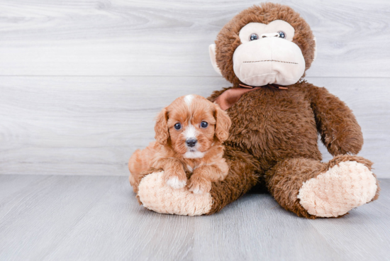 Cavapoo Puppy for Adoption