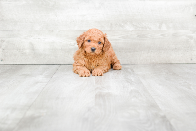 Cavapoo Pup Being Cute