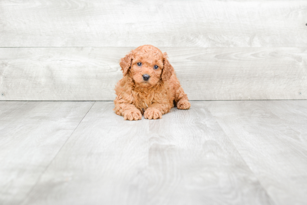 Cavapoo Pup Being Cute