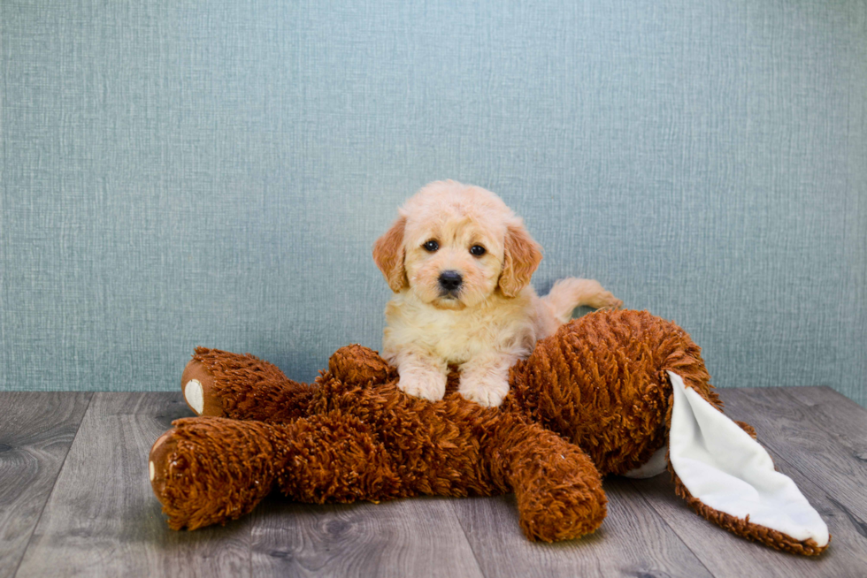 Mini Goldendoodle Pup Being Cute