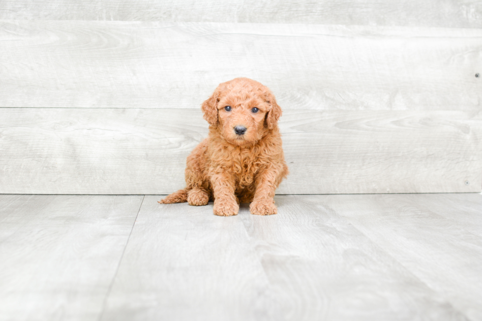 Best Mini Goldendoodle Baby